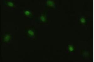 Image no. 15 for anti-Myc Proto-Oncogene protein (MYC) antibody (ABIN1497012) (c-MYC antibody)