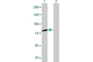 Western Blot analysis of C7orf38 expression in transfected 293T cell line by C7orf38 MaxPab polyclonal antibody. (FAM200A antibody  (AA 1-573))