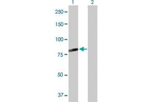 Western Blot analysis of C7orf38 expression in transfected 293T cell line by C7orf38 MaxPab polyclonal antibody. (FAM200A antibody  (AA 1-573))