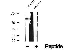 Western blot analysis of extracts of NIH/3T3 cells, using SRP54 antibody.