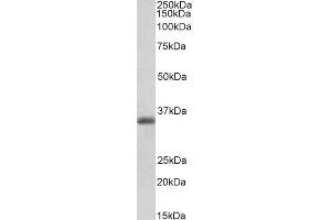ABIN1590035 (0. (MDH1 antibody  (AA 211-223))