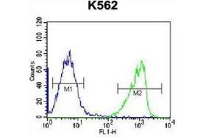 Flow cytometric analysis of K562 cells using Intrinsic factor Antibody (Center) Cat. (Intrinsic Factor antibody  (Middle Region))