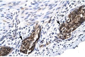 Human Stomach (E2F4 antibody  (C-Term))