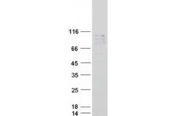 NAALAD2 Protein (Myc-DYKDDDDK Tag)
