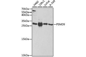 Western blot analysis of extracts of various cell lines, using PSMD9 antibody. (PSMD9 antibody  (AA 1-223))