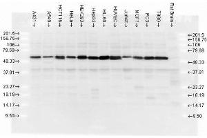 Western blot analysis of multiple cell lines lysates showing detection of Calreticulin protein using Rabbit Anti-Calreticulin Polyclonal Antibody (ABIN361834 and ABIN361835). (Calreticulin antibody)