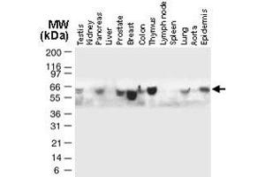 Western blot analysis of Traf5 in normal human tissues.