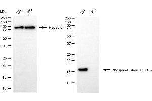 Western blotting analysis using phospho-histone H3 (T3) antibody (ABIN7798974). (Recombinant Histone 3 antibody  (H3T3ph))