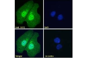 ABIN768601 Immunofluorescence analysis of paraformaldehyde fixed U2OS cells, permeabilized with 0. (NRF2 antibody  (AA 445-458))