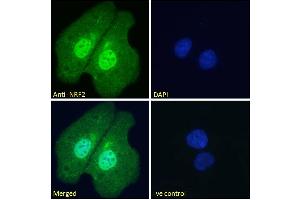 ABIN768601 Immunofluorescence analysis of paraformaldehyde fixed U2OS cells, permeabilized with 0. (NRF2 antibody  (AA 445-458))