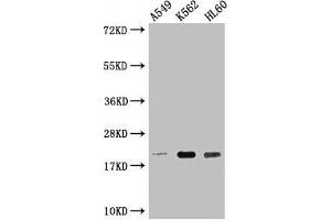 Western Blot Positive WB detected in: A549 whole cell lysate, K562 whole cell lysate, HL60 whole cell lysate All lanes: POLR2G antibody at 1:2000 Secondary Goat polyclonal to rabbit IgG at 1/50000 dilution Predicted band size: 20 kDa Observed band size: 20 kDa