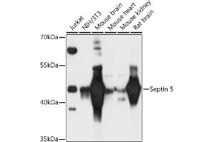 Western blot analysis of extracts of various cell lines, using Septin 5 antibody (ABIN6128759, ABIN6147556, ABIN6147557 and ABIN6216776) at 1:3000 dilution. (Septin 5 antibody  (AA 1-369))