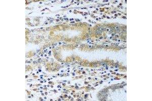 Immunohistochemical analysis of TCP1-delta staining in rat stomach formalin fixed paraffin embedded tissue section.