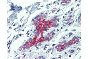 IHC-P Image Immunohistochemical analysis of paraffin-embedded human liver, bile duct, using BAK1, antibody(10 μg/ml). (BAK1 antibody  (N-Term))