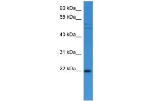 Western Blotting (WB) image for anti-Growth Arrest and DNA-Damage-Inducible, alpha (GADD45A) (C-Term) antibody (ABIN2788360)
