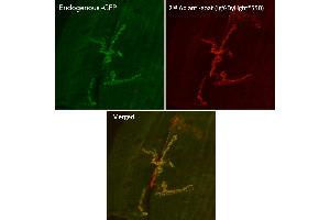 Immunofluorescence (IF) image for Chicken anti-Goat IgG antibody (DyLight 550) (ABIN7273065) (Chicken anti-Goat IgG Antibody (DyLight 550))
