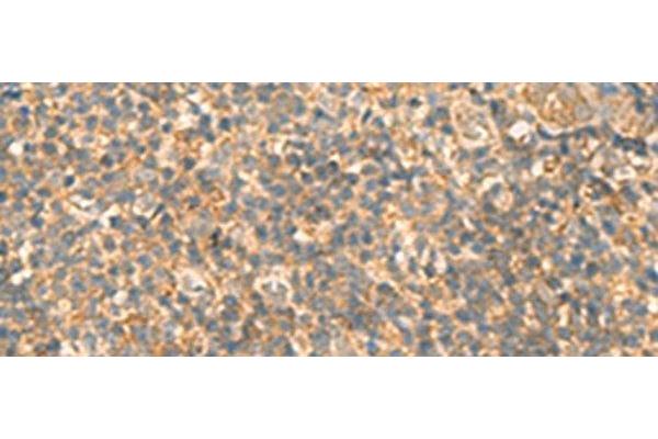 KIAA0090 antibody