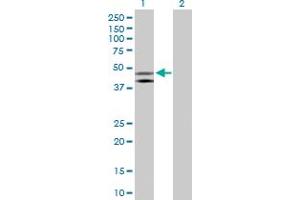 Western Blot analysis of HOMER1 expression in transfected 293T cell line by HOMER1 MaxPab polyclonal antibody.
