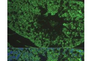 Immunofluorescence analysis of Rat testis cells using DEFB121 Polyclonal Antibody at dilution of 1:100. (DEFB121 antibody)