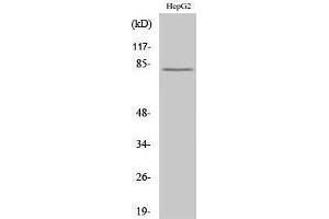 Western Blotting (WB) image for anti-Calpain 11 (CAPN11) (Internal Region) antibody (ABIN3180519) (CAPN11 antibody  (Internal Region))