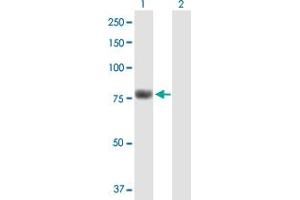 Western Blot analysis of KIAA0323 expression in transfected 293T cell line by KIAA0323 MaxPab polyclonal antibody. (KIAA0323 antibody  (AA 1-678))