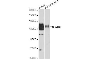 Western blot analysis of extracts of various cell lines, using NFATC3 antibody (ABIN2564121) at 1:500 dilution. (NFATC3 antibody)