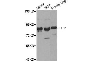 Western blot analysis of extracts of various cell lines, using JUP antibody. (JUP antibody)