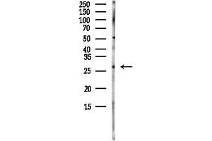 Western blot analysis of lysates from HepG2 cells(starvation,24h treatment), using MOG Antibody at 1/1000 dilution.