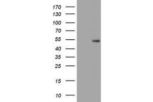 Image no. 3 for anti-Zinc Finger Protein 365 (ZNF365) (AA 108-407) antibody (ABIN1490828) (ZNF365 antibody  (AA 108-407))