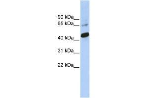 WB Suggested Anti-SOX1 Antibody Titration:  0. (SOX1 antibody  (Middle Region))