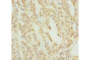 Immunohistochemistry of paraffin-embedded human adrenal gland tissue using ABIN7158523 at dilution of 1:100