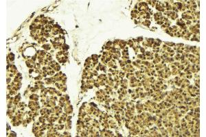 ABIN6274164 at 1/100 staining Mouse pancreas tissue by IHC-P. (NR2F6 antibody  (N-Term))
