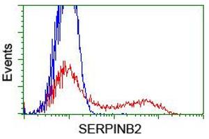 HEK293T cells transfected with either RC203139 overexpress plasmid (Red) or empty vector control plasmid (Blue) were immunostained by anti-SERPINB2 antibody (ABIN2455293), and then analyzed by flow cytometry. (SERPINB2 antibody)