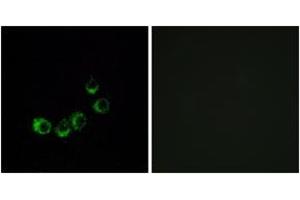 Immunofluorescence analysis of MCF7 cells, using OR10A5 Antibody. (OR10A5 antibody  (AA 200-249))