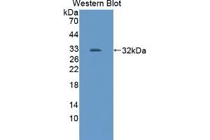 TRAF2 antibody  (AA 238-491)