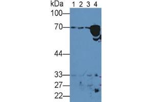Western Blotting (WB) image for Hemopexin (HPX) ELISA Kit (ABIN6730956)