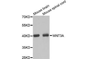 Western blot analysis of extracts of various cell lines, using WNT3A antibody. (WNT3A antibody)