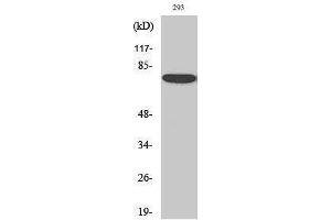 Western Blotting (WB) image for anti-Annexin A6 (ANXA6) (N-Term) antibody (ABIN3173796) (ANXA6 antibody  (N-Term))