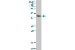 SIRT7 MaxPab polyclonal antibody. (SIRT7 antibody  (AA 1-400))