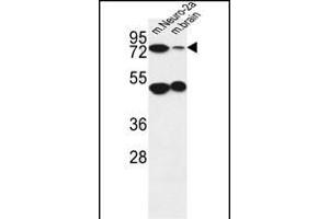 AVL9 Antibody (C-term) (ABIN651037 and ABIN2840044) western blot analysis in mouse Neuro-2a cell line and mouse brain tissue lysates (35 μg/lane). (AVL9 antibody  (C-Term))