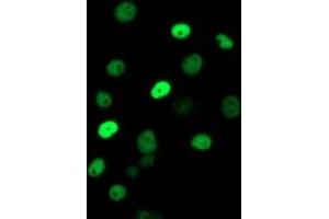 Immunofluorescence (IF) image for anti-Excision Repair Cross Complementing Polypeptide-1 (ERCC1) antibody (ABIN1498067) (ERCC1 antibody)