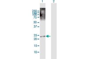 Western Blot analysis of TRIML1 expression in transfected 293T cell line by TRIML1 MaxPab polyclonal antibody.