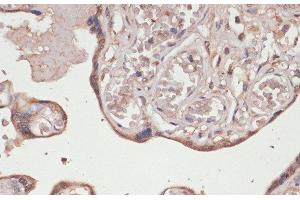 Immunohistochemistry of paraffin-embedded Human placenta using TXNRD1 Polyclonal Antibody at dilution of 1:100 (40x lens). (TXNRD1 antibody)