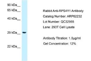 Western Blotting (WB) image for anti-Ribosomal Protein S4, Y-Linked 1 (RPS4Y1) (C-Term) antibody (ABIN2789075)
