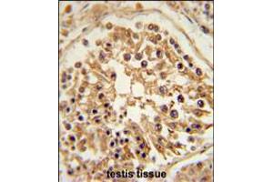 SHCBP1 Antibody immunohistochemistry analysis in formalin fixed and paraffin embedded human testis tissue followed by peroxidase conjugation of the secondary antibody and DAB staining. (SHCBP1 antibody  (C-Term))