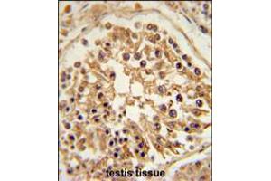 SHCBP1 Antibody immunohistochemistry analysis in formalin fixed and paraffin embedded human testis tissue followed by peroxidase conjugation of the secondary antibody and DAB staining. (SHCBP1 antibody  (C-Term))