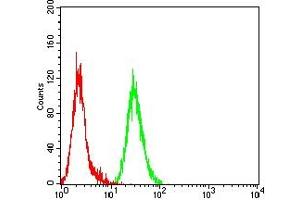 Flow cytometric analysis of Hela cells using MAPK9 mouse mAb (green) and negative control (red). (JNK2 antibody  (AA 227-382))