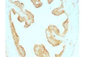 Immunohistochemical staining (Formalin-fixed paraffin-embedded sections) of rat ovary with Cytokeratin monoclonal antibody, clone KRT/457 . (KRT4 antibody)