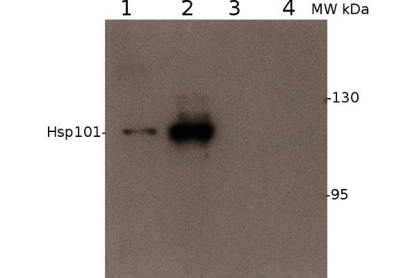 Heat-Shock Protein 101 (HSP101) (N-Term) antibody