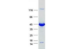 Western Blotting (WB) image for Deoxyhypusine Synthase (DHPS) (Transcript Variant 3) protein (Myc-DYKDDDDK Tag) (ABIN2719396)